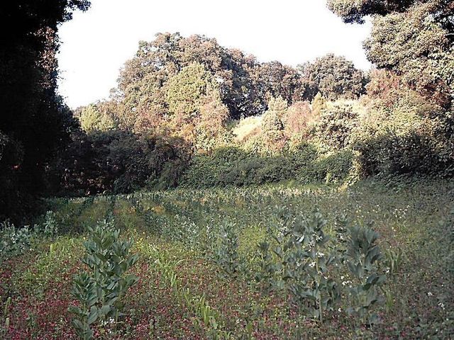 -Huerta de habas- (24-oct-2012)