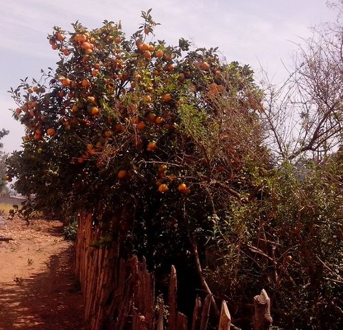 -Naranjas- (10abril2014) Foto: GOF
Hay una especie que sí se da bien por acá, están deliciosas, un sabor único, son aún muy pocas las casas que tienen este árbol frutal.