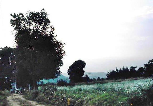 -Los leñadores- (Maxtleca, 9 nov 2012)
