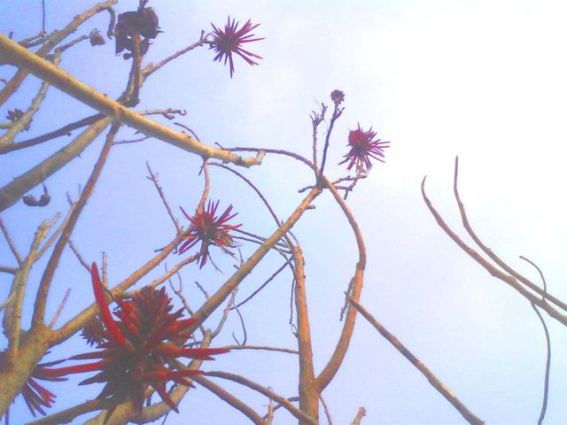 -Flor de Zompancle- (19-enero-2012)