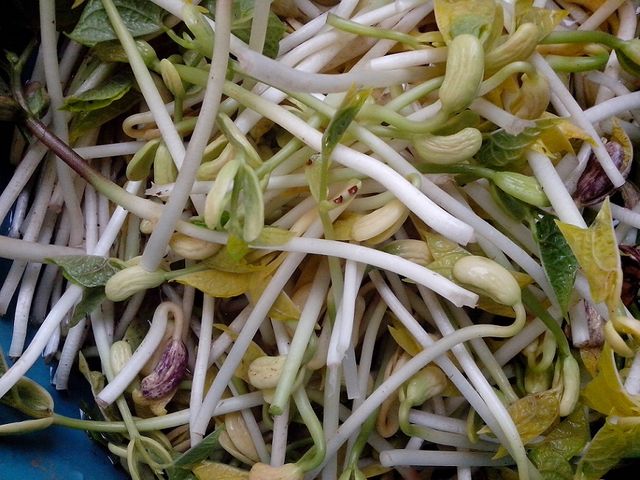 -Yequelites- (25mayo2014) 

Por estos días con las lluvias pasadas ya están muy bien germinados y de excelente tamaño.