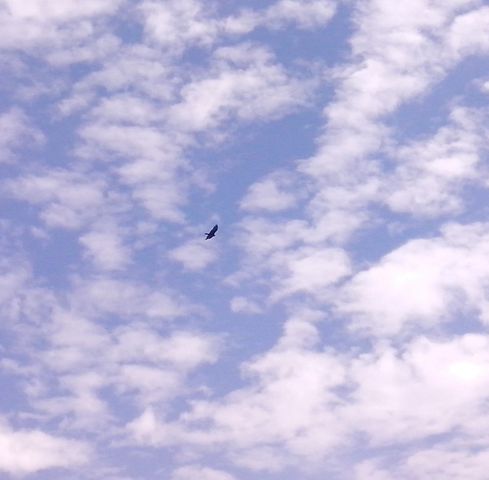 -Cielo3...feb2015- (12 febrero2015) 
Hora: 12:55
Lugar: Por el cárcamo.
Vista: Hacia Arriba

Cielo de febrero con algo que parece un zopilote o un cuervo