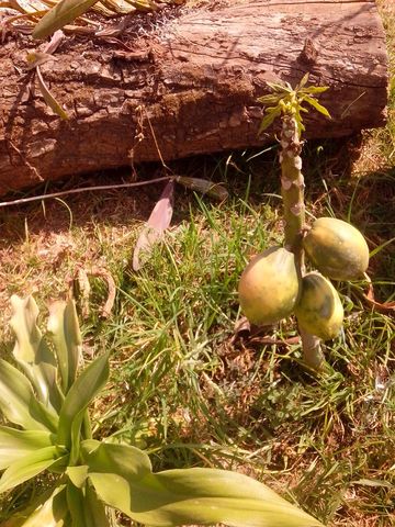 -Papayas- (10abril2014) 
El otro día en un rondín por el pueblo, en una casa hallé este arbolito de papaya, con sus papayitas creciendo.