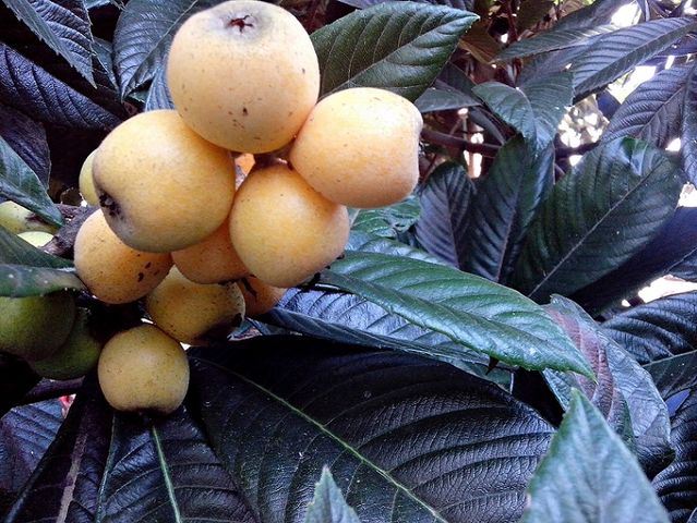 -Nísperos- (25-Nov-2013)