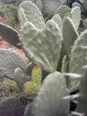 -Nopalitos- (12-oct-2012)