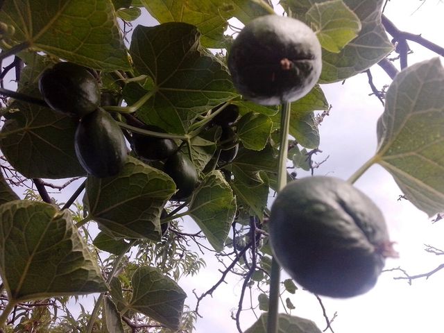 -Chayote sin espinas- (31-ene-2014) 
Un clima propicio, se da muy bien, no puede faltar para complementar en sopas y caldos de verduras.