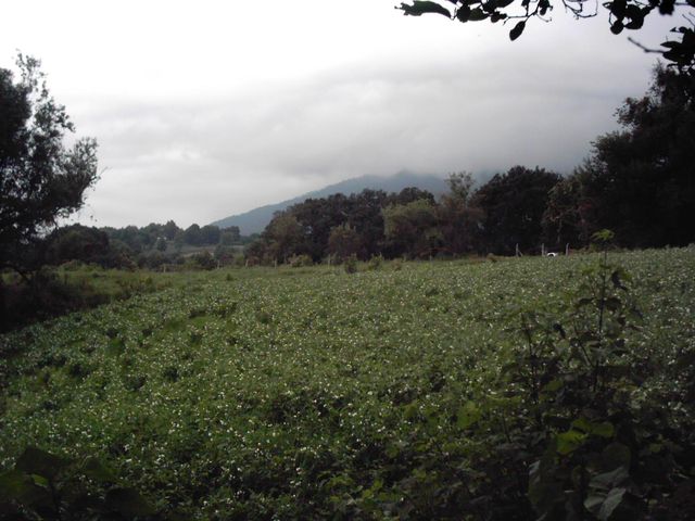 -Huerta de chícharo en flor- (12-oct-2012)