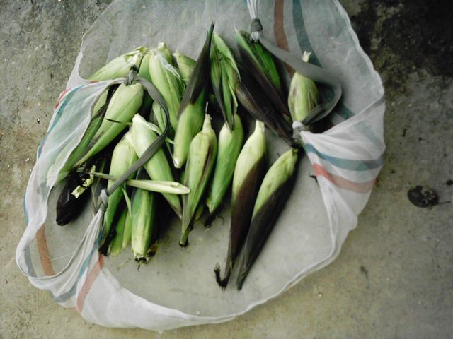 -Ayatada de elotes- (12-oct-2012)
